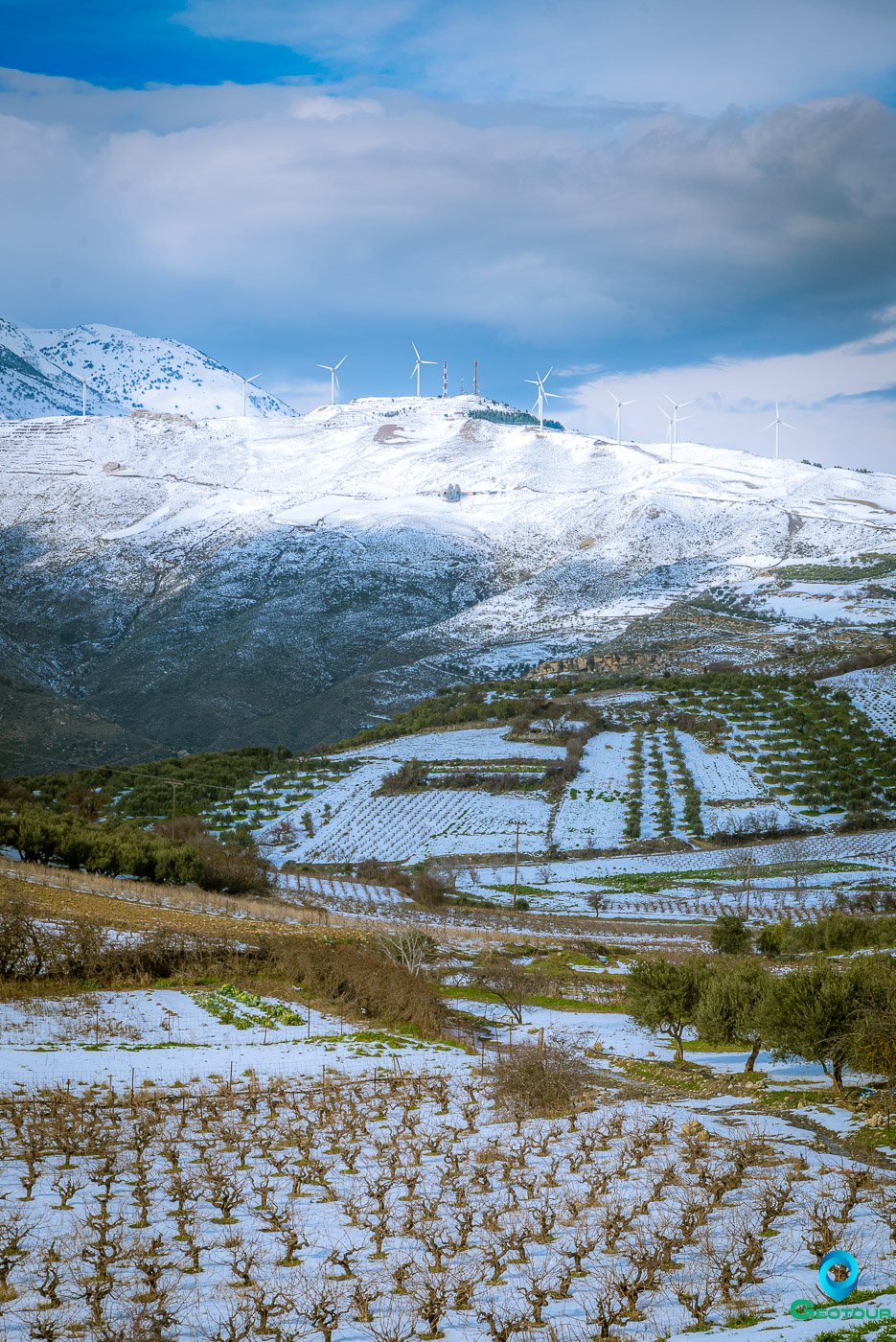 Vineyard during winter